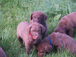 6,5 week